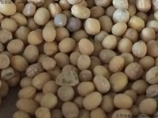 白芥子種子