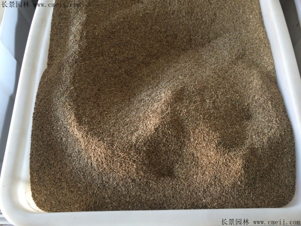 白茅種子