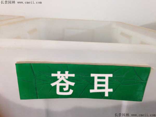 蒼耳種子