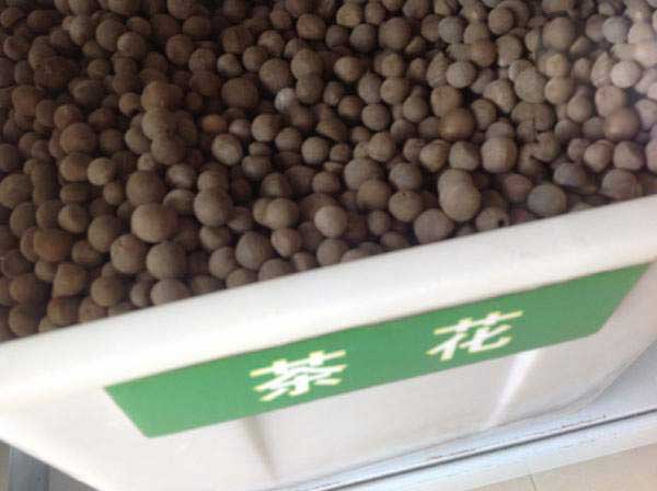 茶花種子