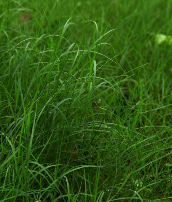 百喜草圖片