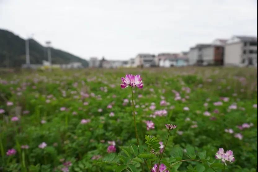紫云英
