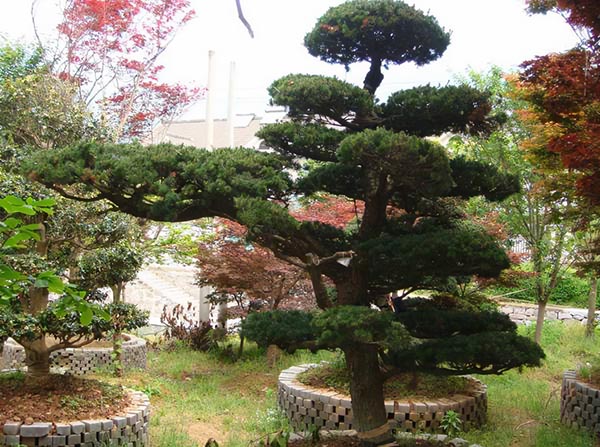 五針松5.jpg