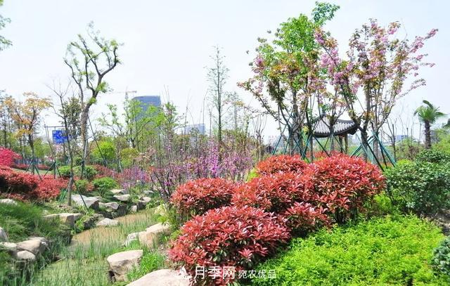這些中國著名苗木產地你知道幾個?值得收藏!(圖1) 值得收藏!這些全國著名苗木產地你知道幾個?