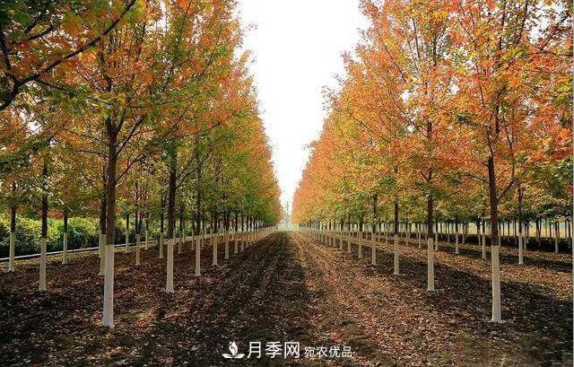 這些中國著名苗木產地你知道幾個?值得收藏!(圖5) 值得收藏!這些全國著名苗木產地你知道幾個?