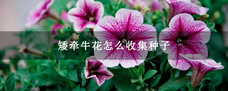 矮牽?；ㄔ趺词占N子