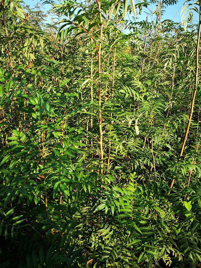 百花花楸樹種子多少錢一斤