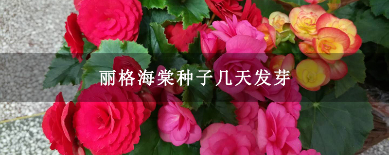 麗格海棠種子幾天發芽