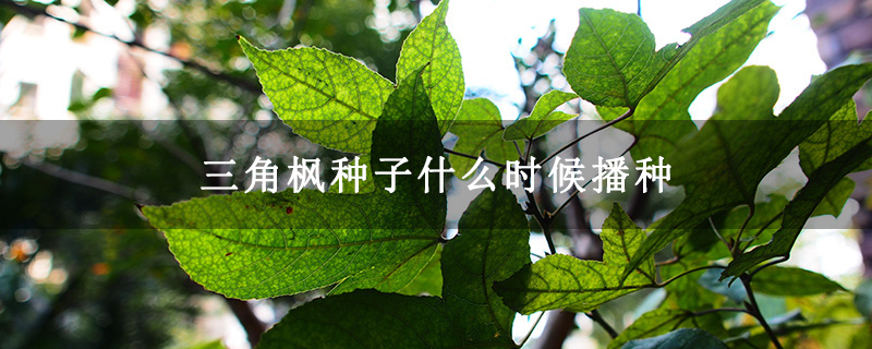 三角楓種子什么時候播種