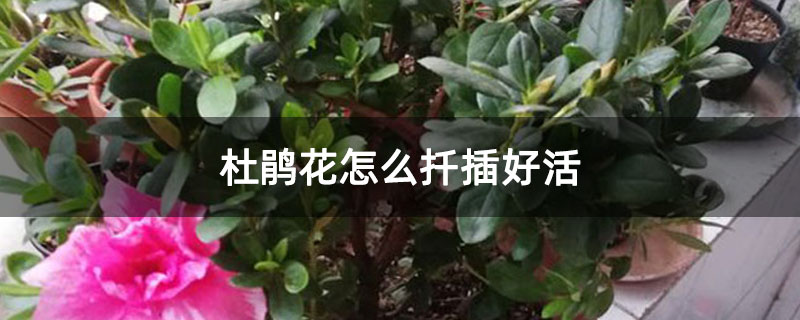 杜鵑花怎么扦插好活 杜鵑花怎么扦插好活