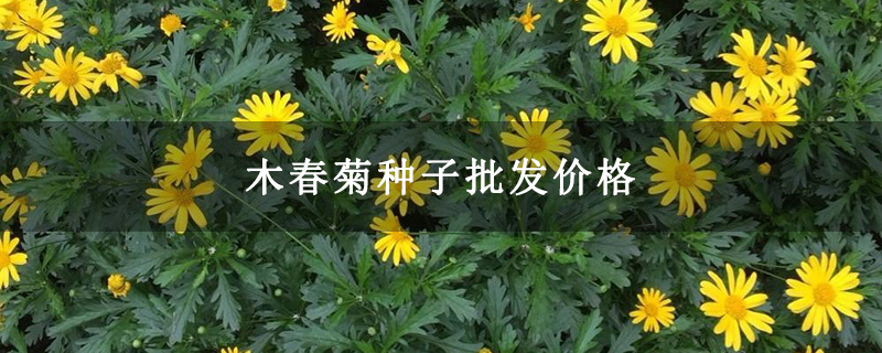 木春菊種子批發價格