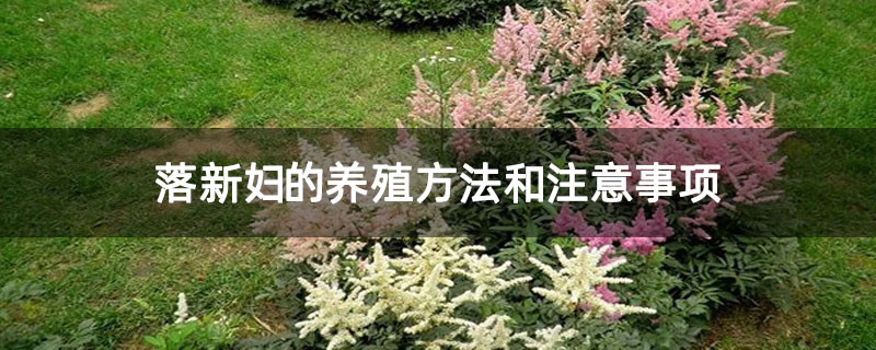落新婦的養殖方法和注意事項