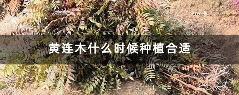 黃連木什么時候種植合適