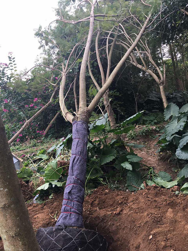 藍花楹 藍花楹