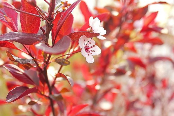 紅葉李的花朵 紅葉李的花朵