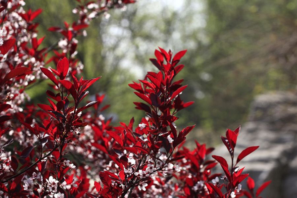 紅葉李 紅葉李