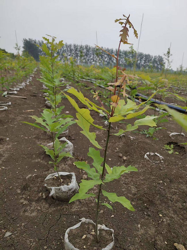 娜塔櫟種植后幾天發芽?娜塔櫟移栽技術