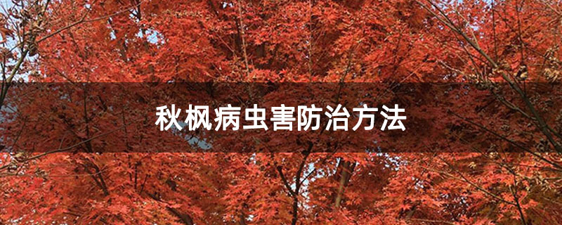 秋楓病蟲害防治方法