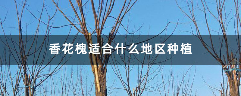 香花槐適合什么地區種植