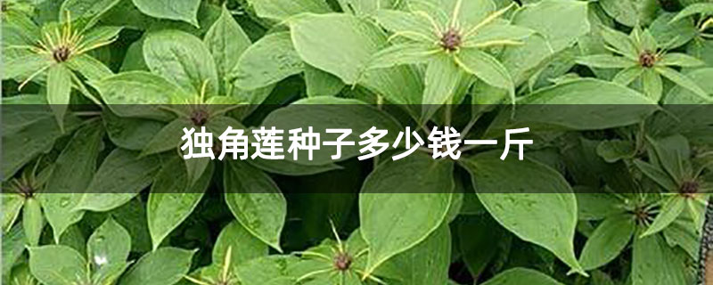 獨角蓮種子多少錢一斤 獨角蓮種子多少錢一斤