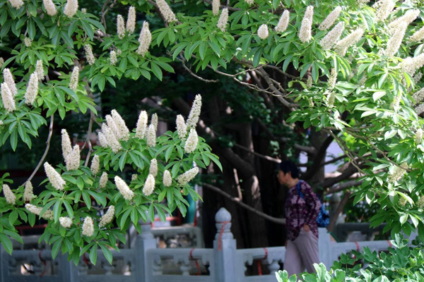 七葉樹