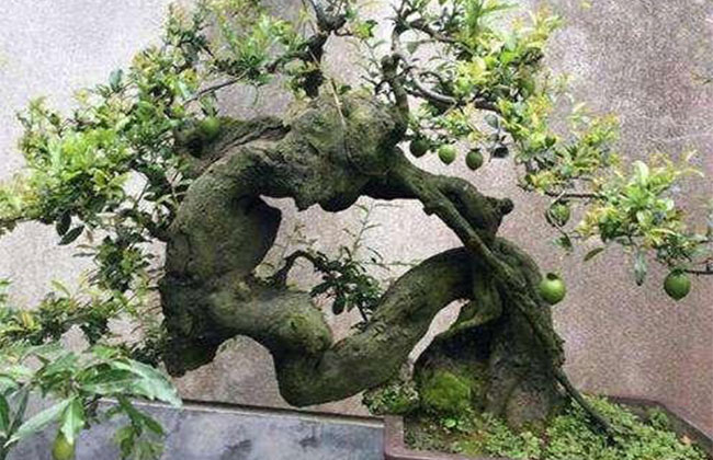 金彈子價格多少錢一棵?金彈子種植方法有哪些?