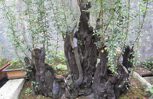 金彈子價格