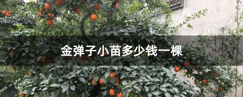 金彈子小苗多少錢一棵