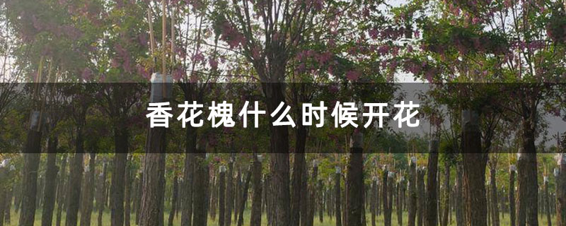 香花槐什么時候開花