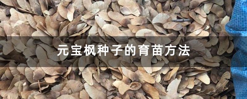 元寶楓種子的育苗方法