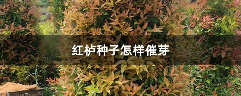 紅櫨種子怎樣催芽