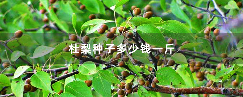 杜梨樹