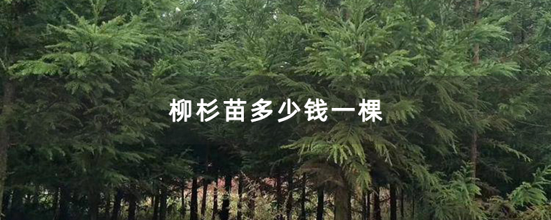 柳杉苗多少錢一棵