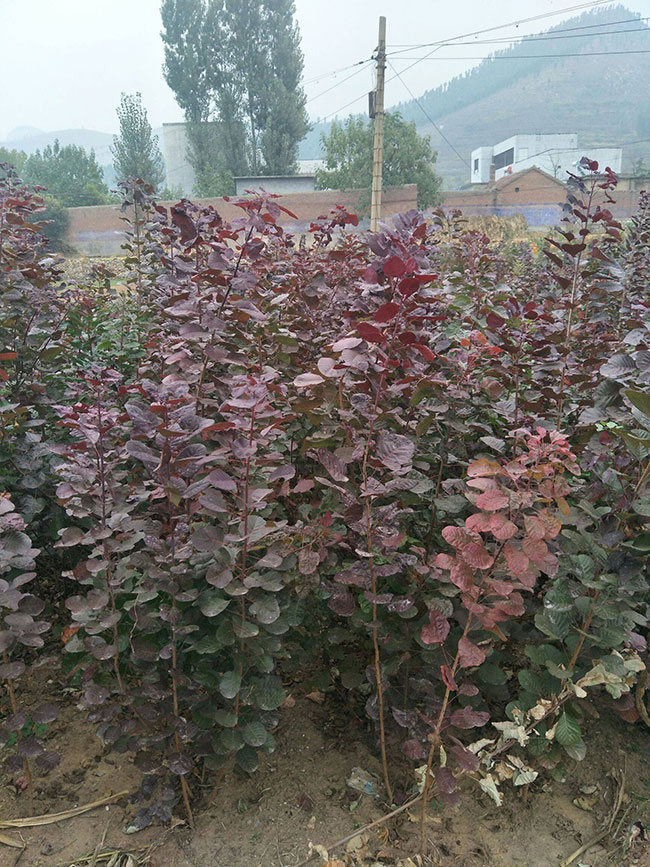 紫葉紅櫨