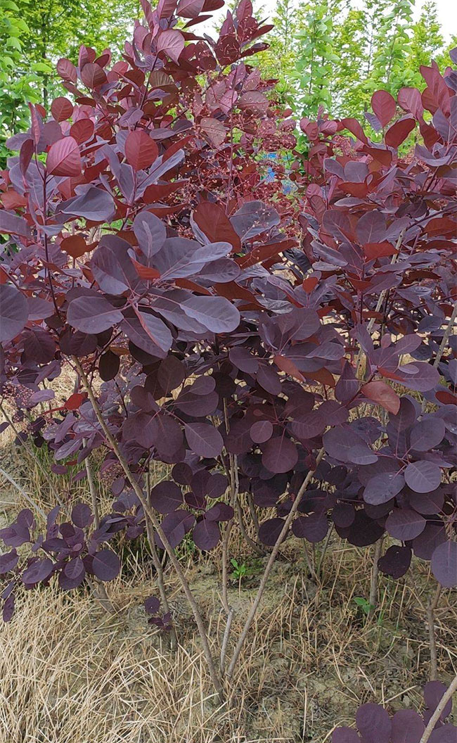 紫葉紅櫨