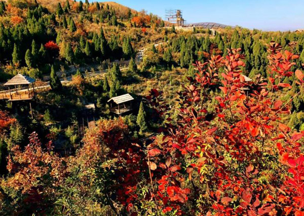 紫葉紅櫨