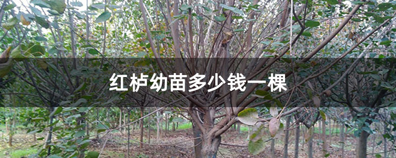 紅櫨幼苗多少錢一棵