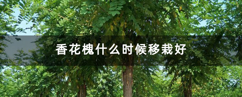 香花槐什么時候移栽好