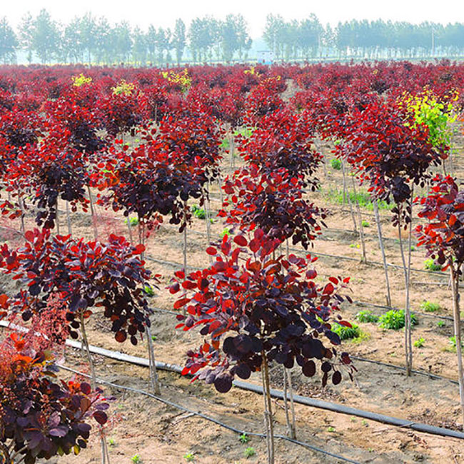 紫葉紅櫨前景好嗎?紫葉紅櫨市場前景