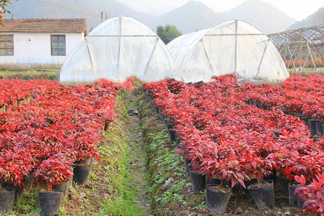 紫葉紅櫨前景好嗎?紫葉紅櫨市場前景