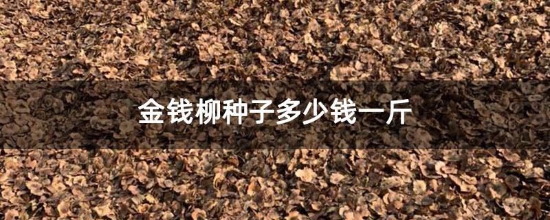 金錢柳種子多少錢一斤