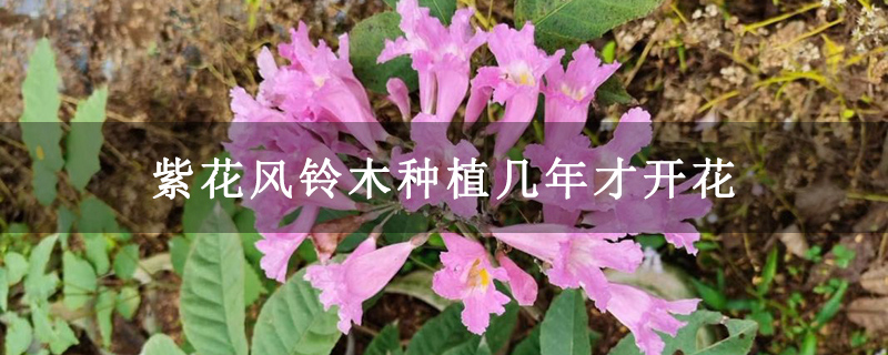 紫花風鈴木種植幾年才開花