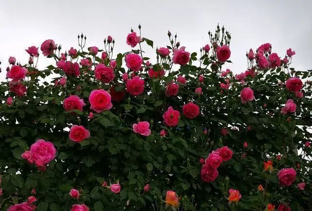 1675488716630408.jpg 微信圖片_20221126211553.jpg