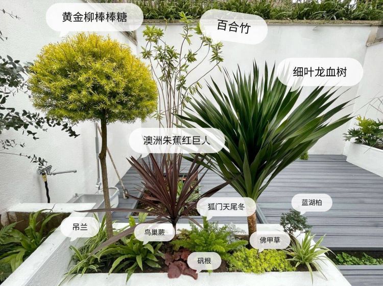 100平米現代風別墅花園植物搭配配置設計實景圖示-成都青望園林景觀設計公司-1 100平米現代風別墅花園植物搭配配置設計實景圖示-成都青望園林景觀設計公司-1