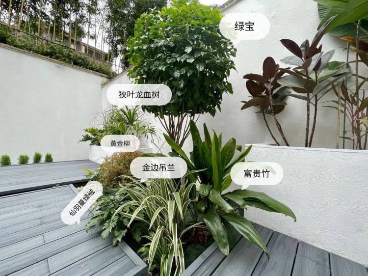 100平米現代風別墅花園植物搭配配置設計實景圖示-成都青望園林景觀設計公司-1 100平米現代風別墅花園植物搭配配置設計實景圖示-成都青望園林景觀設計公司-1