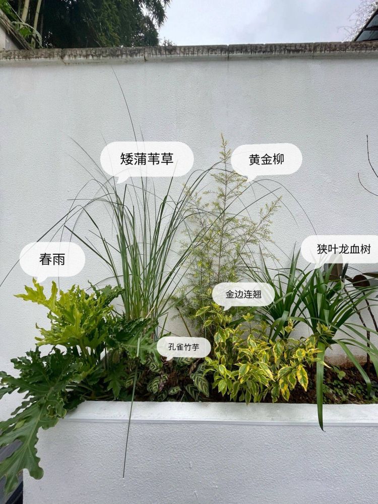 100平米現代風別墅花園植物搭配配置設計實景圖示-成都青望園林景觀設計公司-1 100平米現代風別墅花園植物搭配配置設計實景圖示-成都青望園林景觀設計公司-1