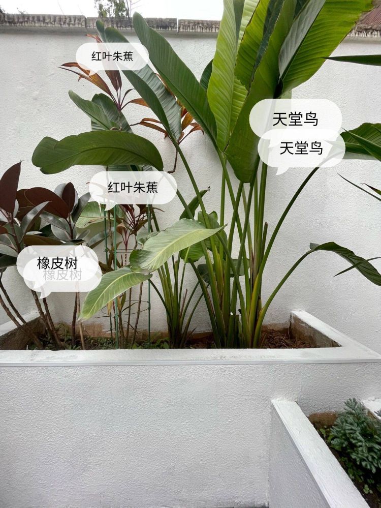 100平米現代風別墅花園植物搭配配置設計實景圖示-成都青望園林景觀設計公司-1 100平米現代風別墅花園植物搭配配置設計實景圖示-成都青望園林景觀設計公司-1