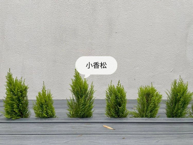100平米現代風別墅花園植物搭配配置設計實景圖示-成都青望園林景觀設計公司-1 100平米現代風別墅花園植物搭配配置設計實景圖示-成都青望園林景觀設計公司-1