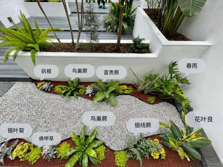 100平米現代風別墅花園植物搭配配置設計實景圖示-成都青望園林景觀設計公司-1 100平米現代風別墅花園植物搭配配置設計實景圖示-成都青望園林景觀設計公司-1