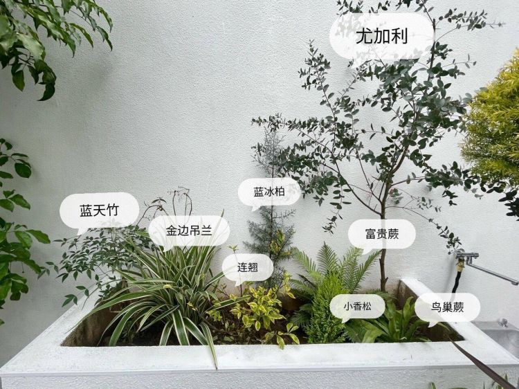 100平米現代風別墅花園植物搭配配置設計實景圖示-成都青望園林景觀設計公司-1 100平米現代風別墅花園植物搭配配置設計實景圖示-成都青望園林景觀設計公司-1